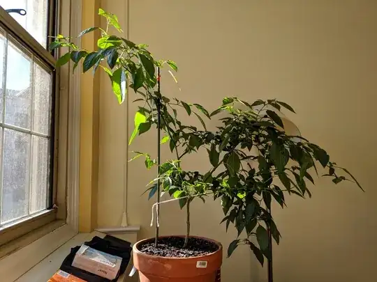 pepper plant