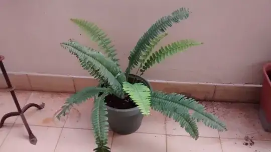 my fern