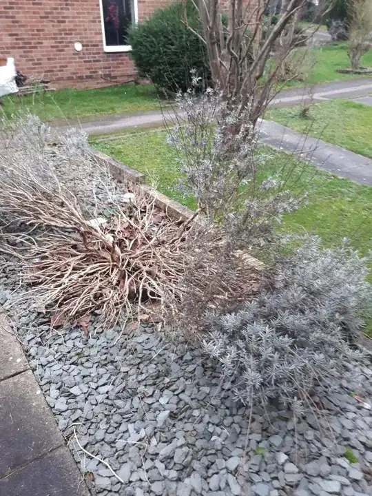 different view of the lavender