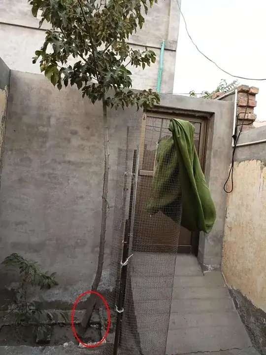 mulberry tree after pruning