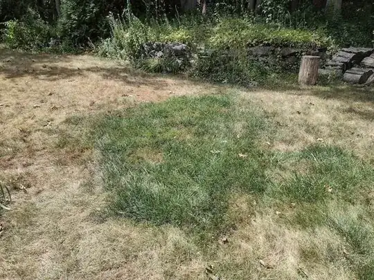 Tall Fescue Patch