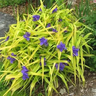 spiderwort