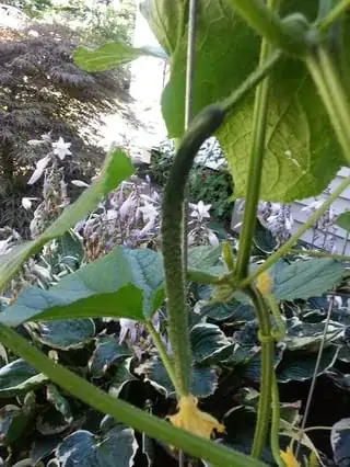 One of several small ones