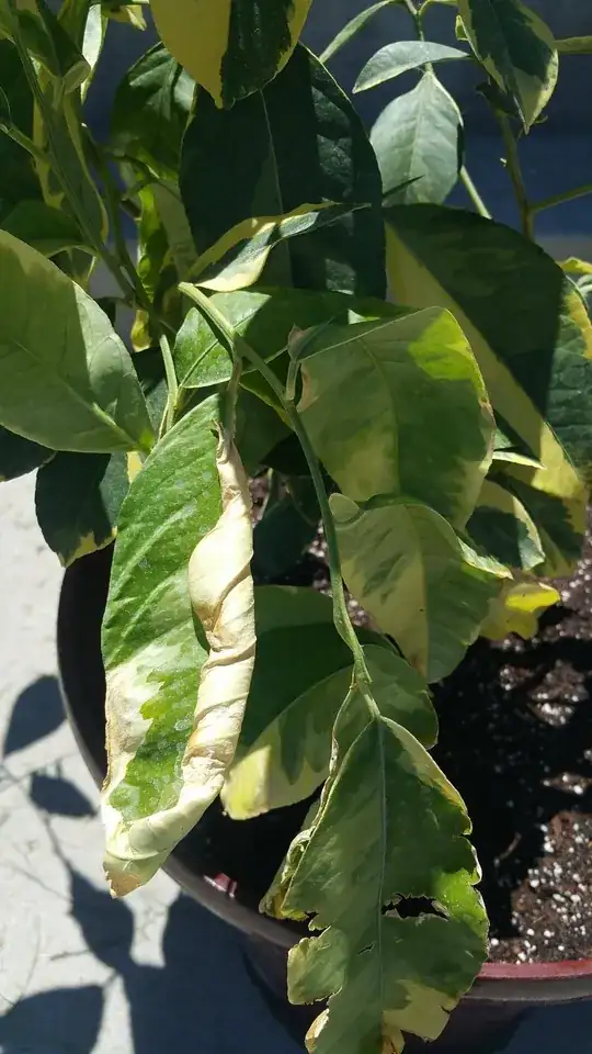 enter image description here