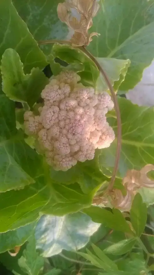 Cauliflower