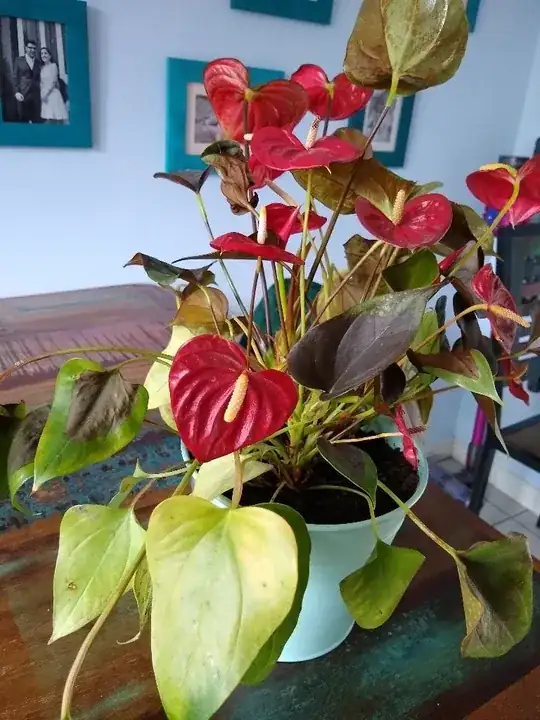 ![enter image description here