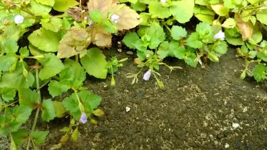 Close up of flowers 2