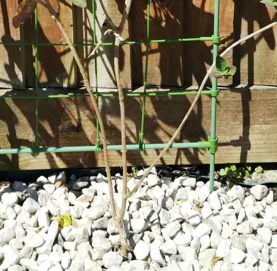 Plant is woody at its base