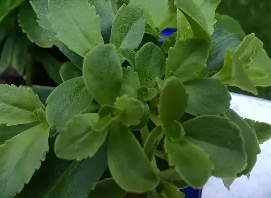 Closer image of after outdoor transplant