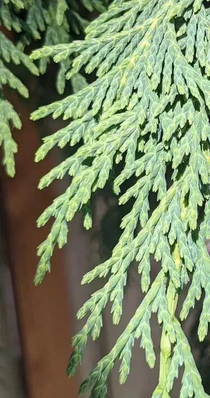 close-up on the leaves