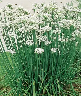 garlic chives