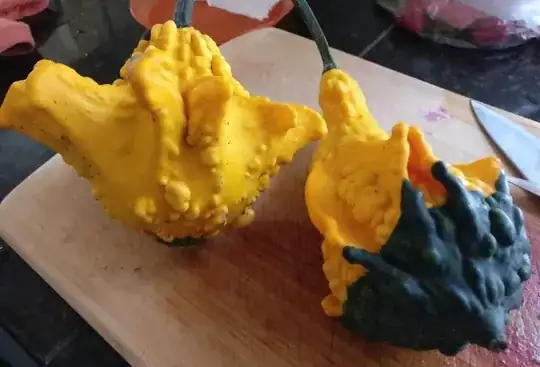 Is this a kind of squash?