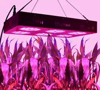 LED plant grow light
