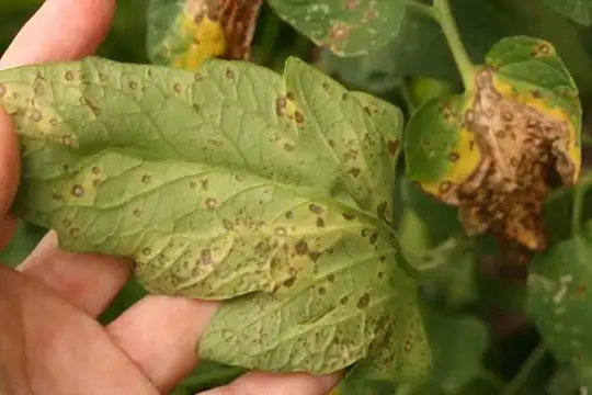 Septoria Leaf Spot