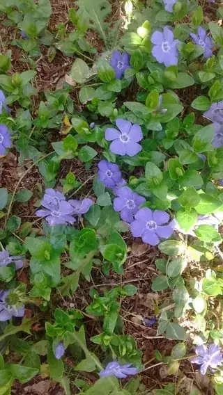 Flowering in shade