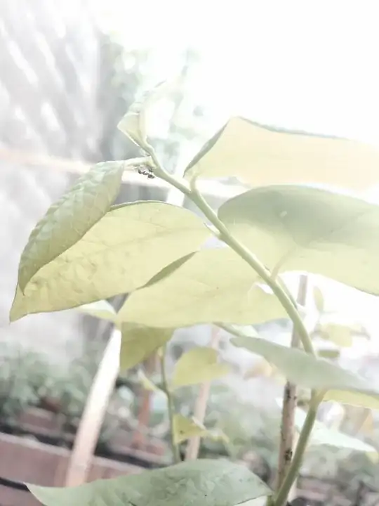 Ants + ??? on my raspberry bush