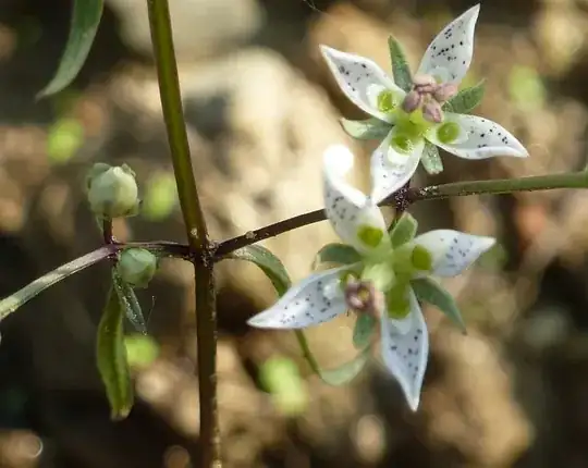 a closeup of the stem and leaf