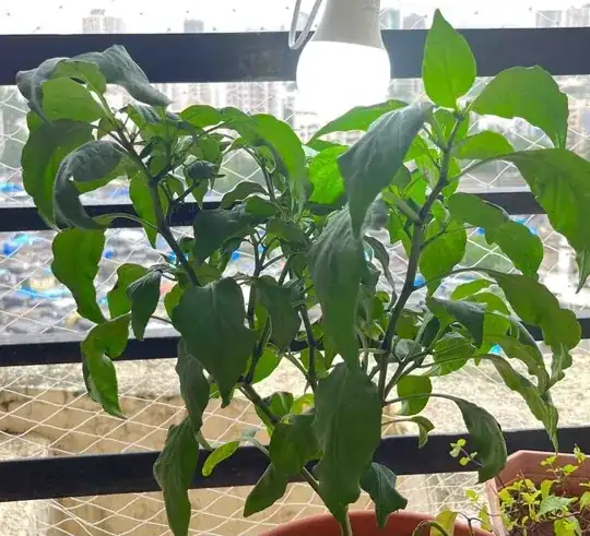 jalapeno pepper plant under 6500K cool day LED growlight