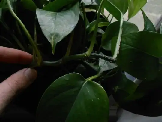 golden  pothos 2