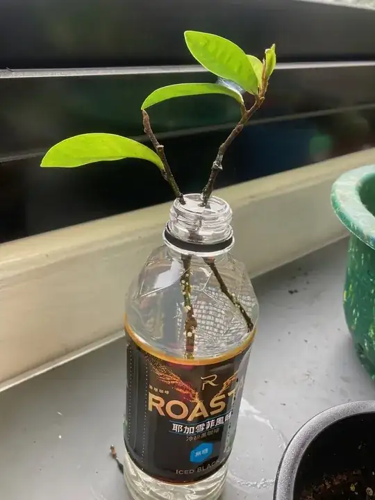 these cuttings won't grow roots, but these little white "buds" appeared after 2 months