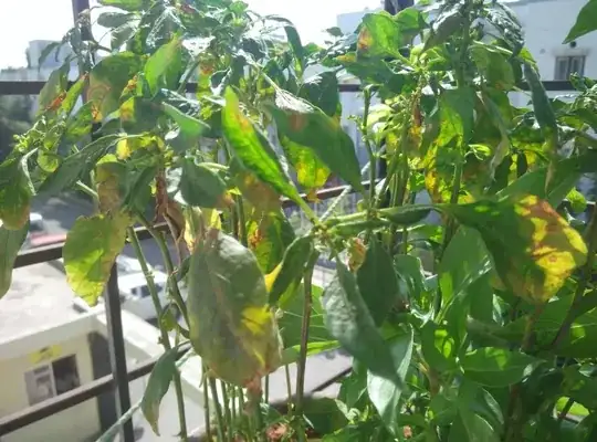 Chilli plant leaf curling