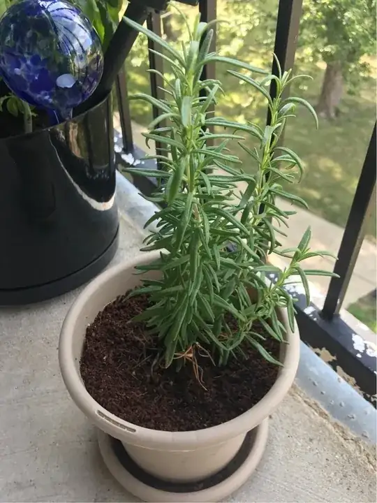 rosemary