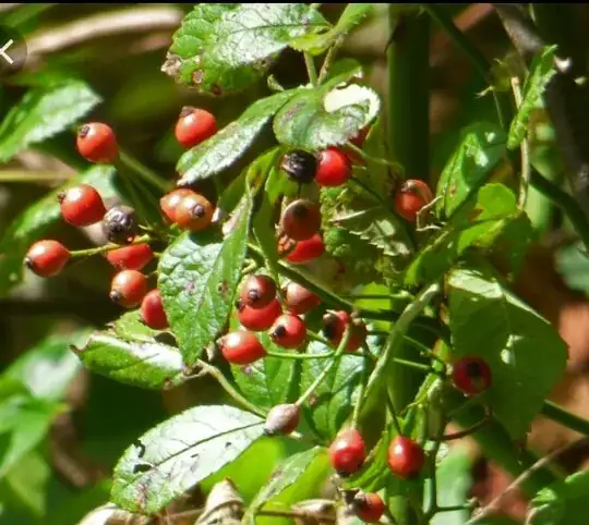 dog rose hips2