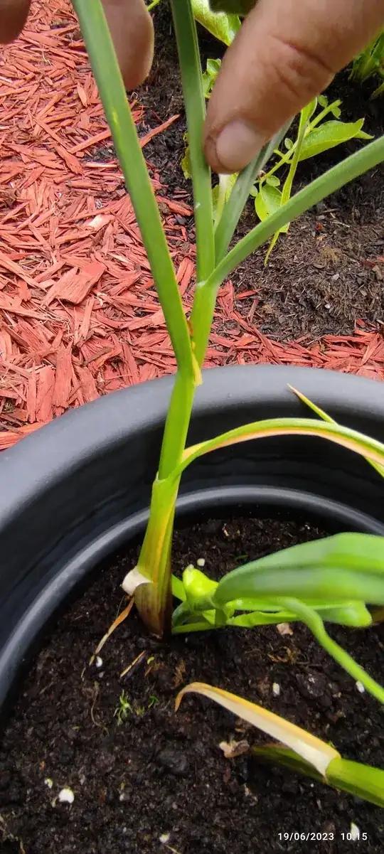 new growth coming from main stalk-1st dead leaf on the left near base