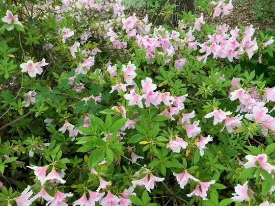 Mountain Laurel OR Rhodendendron shrub