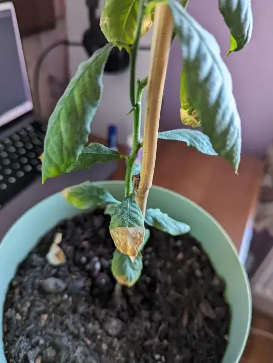 close up of a browned leaf tip