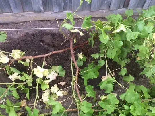 Close up of the three branches