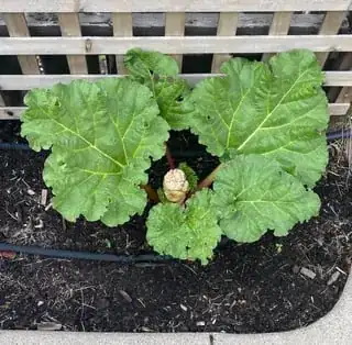my rhubarb plant showing a bud