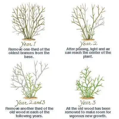 Four progressive images showing a shrub being pruned over 3 years, with 1/3 of the branches being removed at each stage