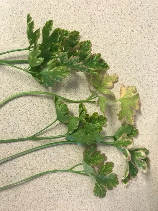 parsley discoloration