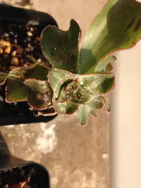 Click photo for full size enter image description here