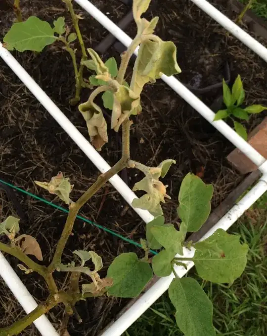 This is one of my eggplant