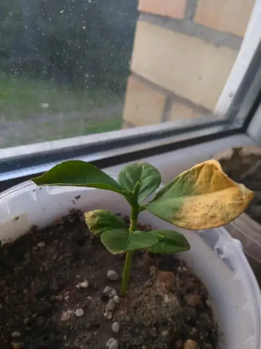 Sprout with yellow leaves