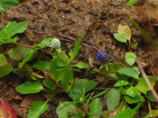 E.prostratum at Rockcliff Farm