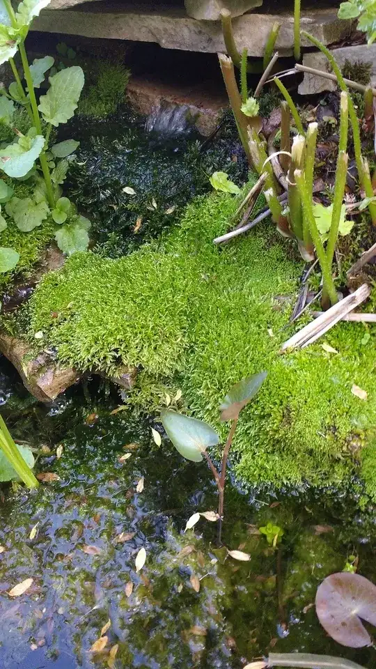 moss from my water garden
