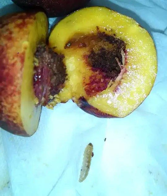 the larva alongside the cut upon fruit to show the trash heap it leaves by the pit.