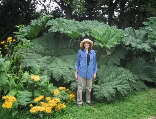 Gunnera