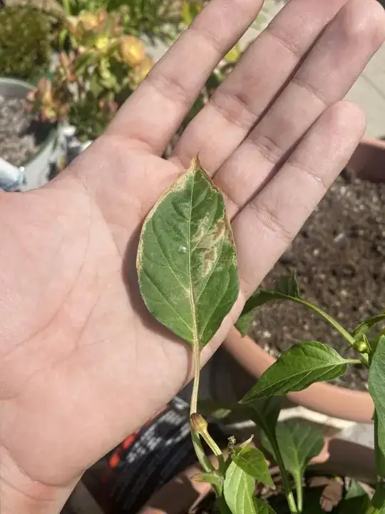 enter image description here