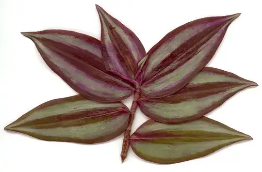 Tradescantia zebrina leaves (public domain image from Wikimedia Commons)