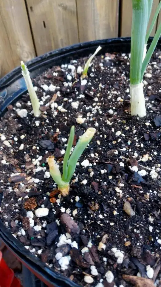 Scallions