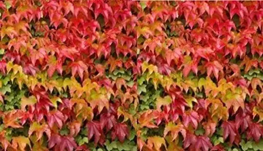 Boston Ivy