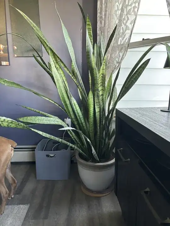 snake plant