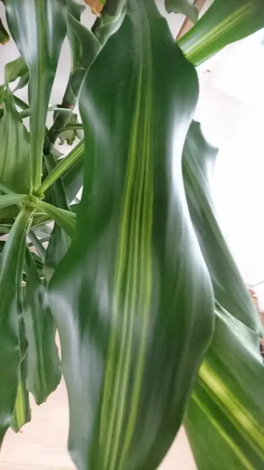 Healthy leaf for comparison