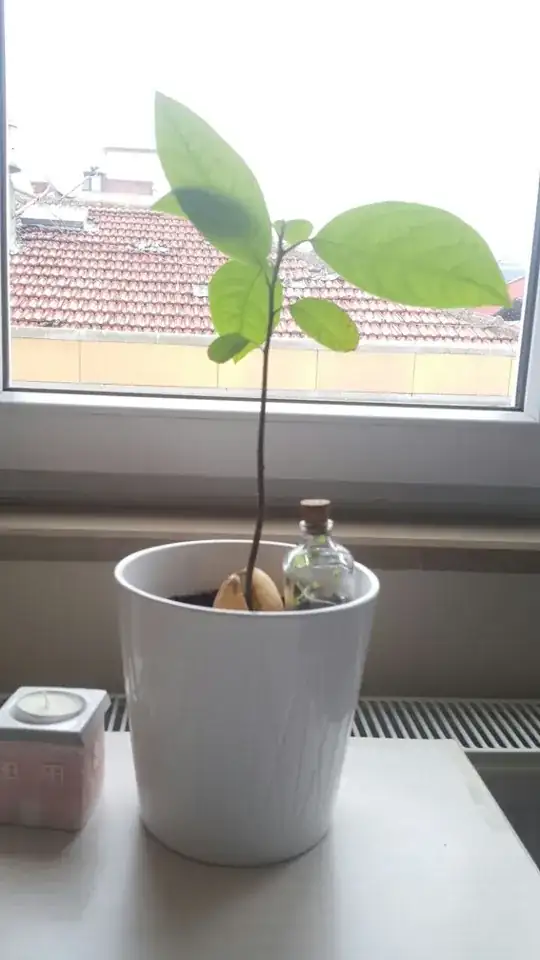 Figure 1: Avocado plant.