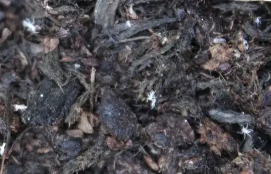 First picture of bugs in soil