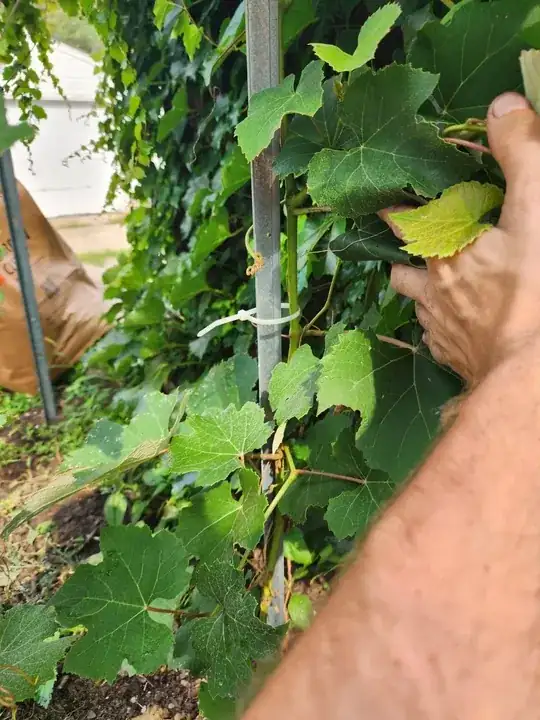 close up new grape vine against pole